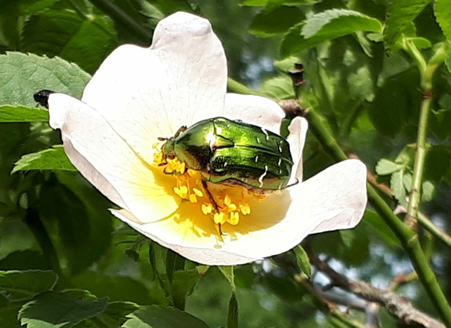 ici quelques insectes communément observés au