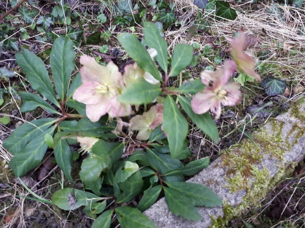 hellébore ou rose de noel