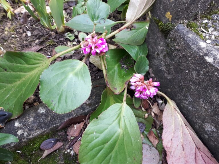 bergenia ( cultivée)