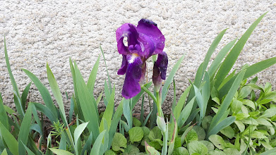 iris (d'Allemagne)-cultivé