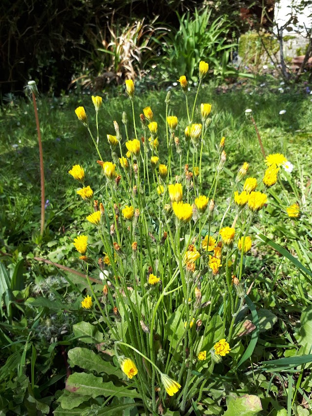 crépis (multicaulis)