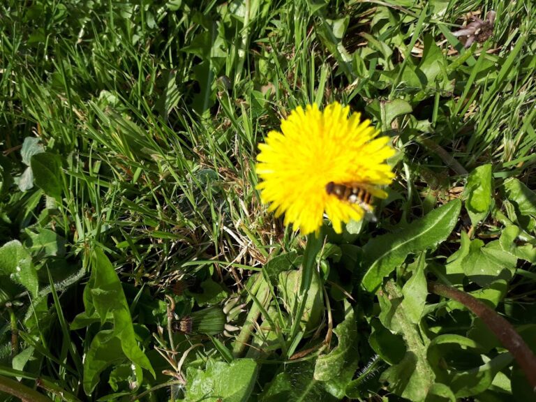 un syrphe butinant sur une fleur de pissenlit