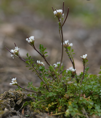 cardamine hirsute